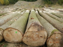 Gỗ Tần Bì Tròn
